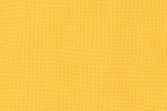 0596-Mimosa