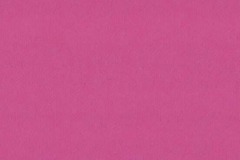 4143-Rose-Shocking